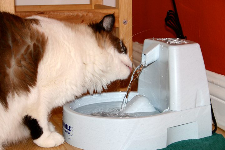 A ceramic style pet water fountain with fresh water running