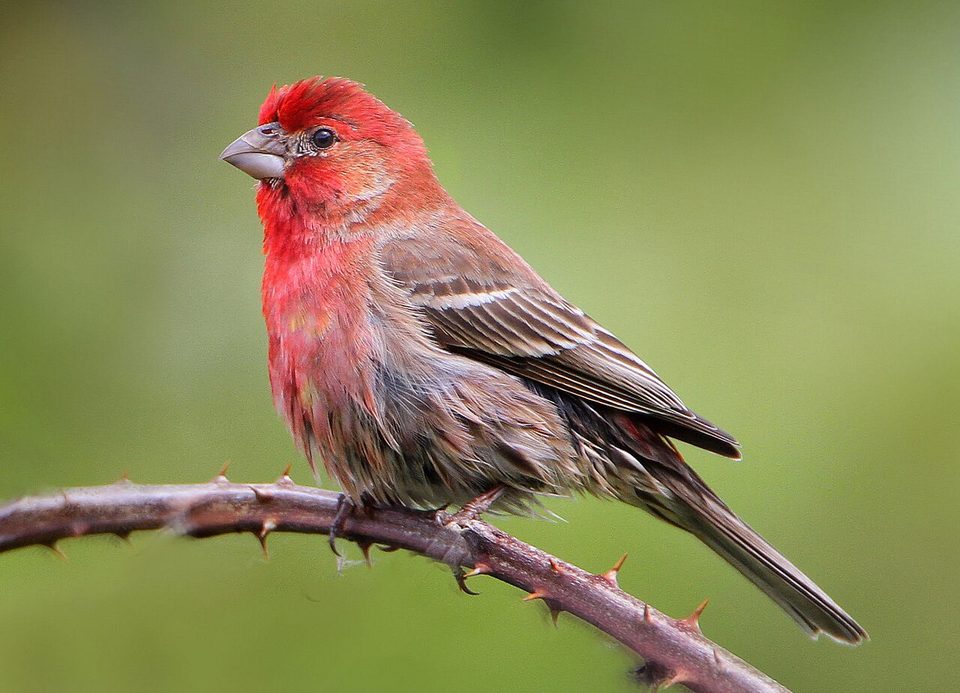 A real house finch, a small songbird with a raspberry-red head and brown streaked sides, perched on a branch. This is a wild finch from Wikimedia Commons, not the app's cartoon bird, who is rounder and owns a scarf.