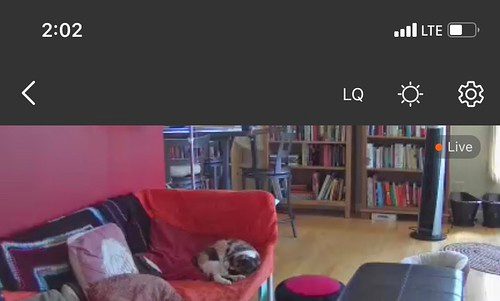 a pet camera live view on a phone, showing a pet asleep on a couch in a living room